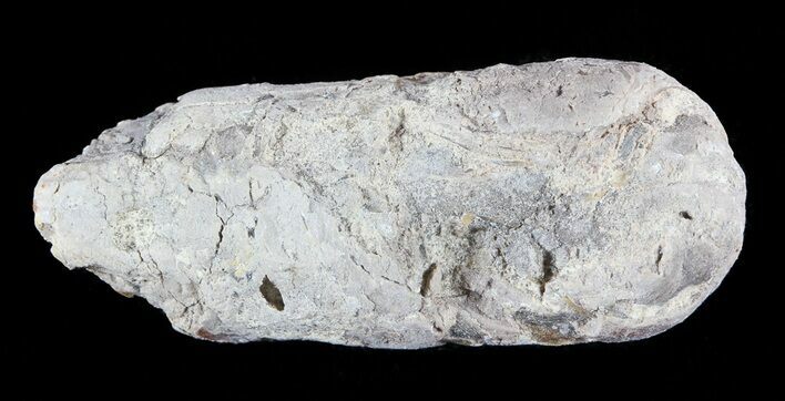 Cretaceous Fish Coprolite (Fossil Poop) - Kansas #49363